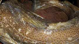 photo du produit:Cabio 2/3 Skrei X10