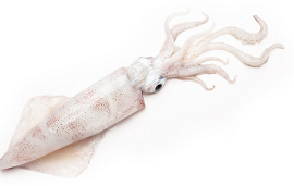 photo du produit:Encornet 300+ X3